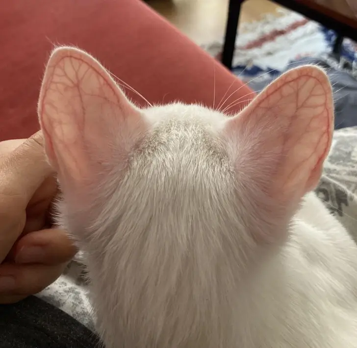 My albino kitten’s translucent ears