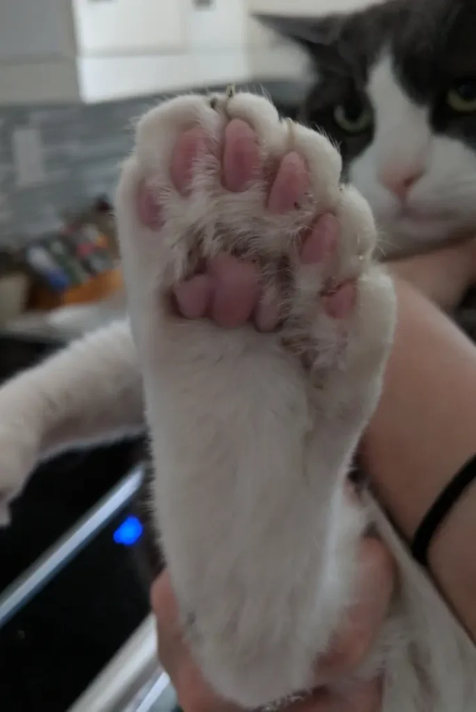 My buddy’s cat has been blessed with an additional bean