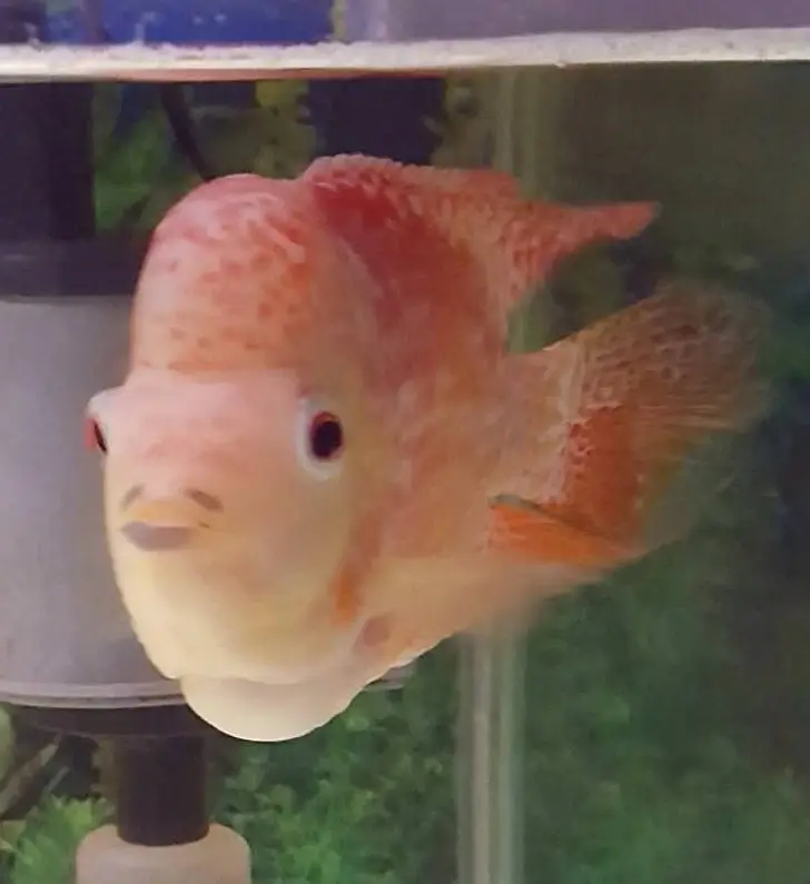 My fish’s birthmarks make it look like it has facial hair