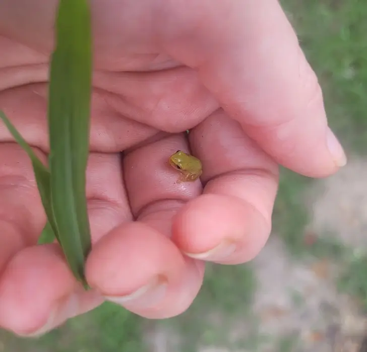 eeny Tiny Itty-bitty Froggo