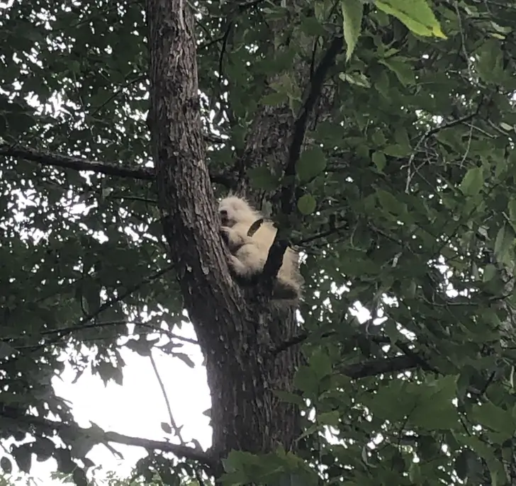 This albino porcupine I saw in a tree
